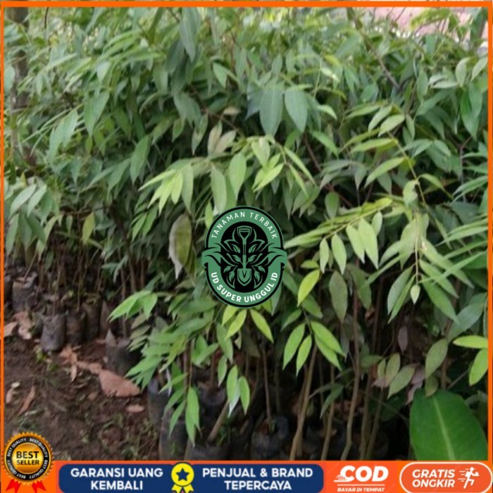 BIBIT POHON NAGASARI LANGKA/ BIBIT KAYU NAGASARI/TANAMAN NAGASARI Bibit Tanaman valid UD SUPER UNGGU