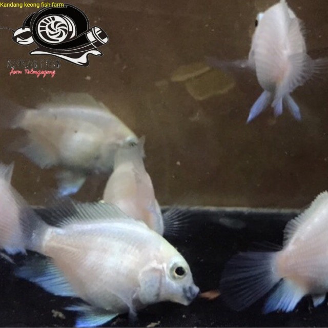 Hiasan Aquarium Cichlids Blue Polar Platinum Parrot Remaja - Siapan induk Kebutuhan aquarium