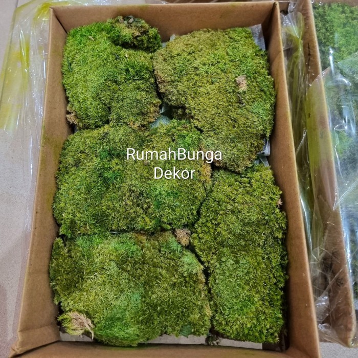 Lumut Batu Artificial - HIJAU TUA