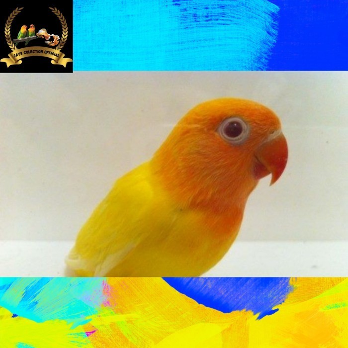 Burung Lovebird Lutino Mata Merah