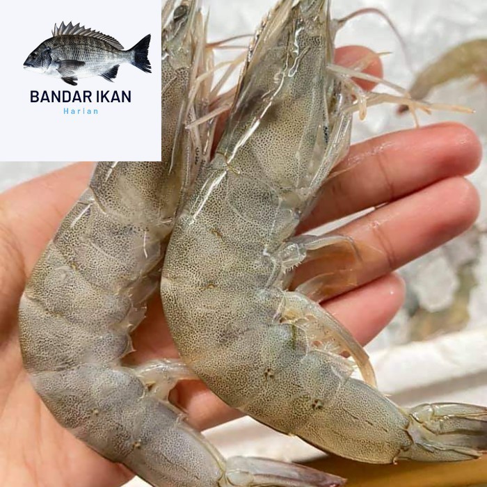 

Udang Vaname Size 60/70 Ekor Udang Segar Fresh Dan Berkualitas