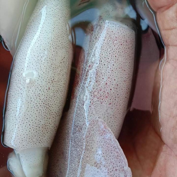 

Cumi Sero Besar Cumi Segar Fresh Dan Berkualitas