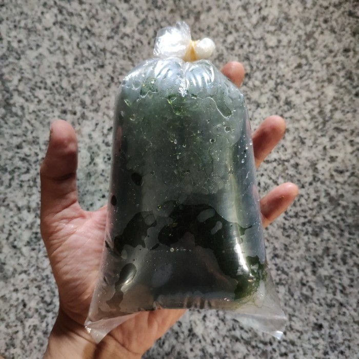 

New Makro Algae Caulerpa Grab/gosend