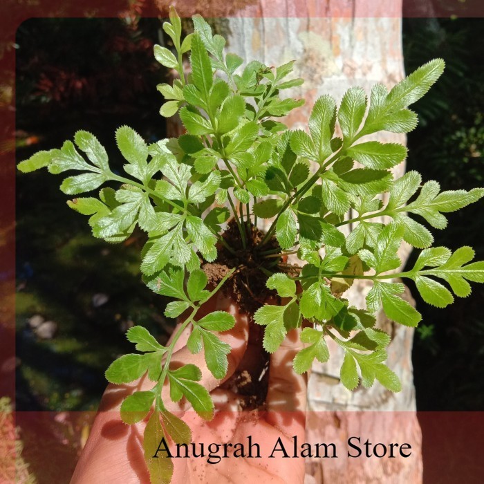 PROMO BIBIT TANAMAN HIAS~PAKIS MINI~PAKIS HIAS~INDOOR ATAU OUTDOOR