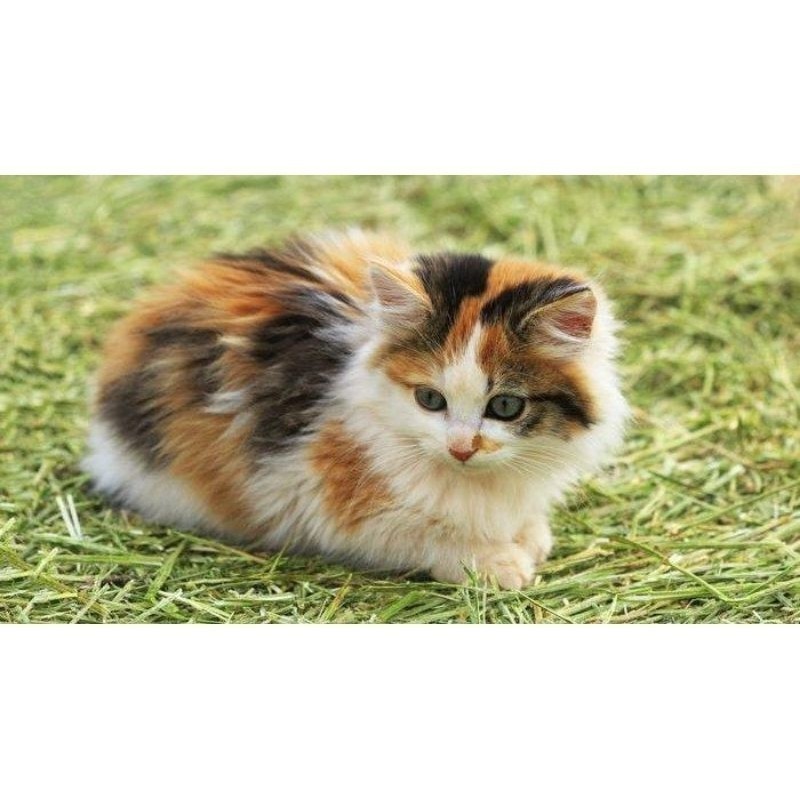 kucing anggora  Calico