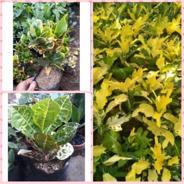 Tanaman hias paket puring tanaman puring paket 3 tanaman hias paket puring isi 3 paket 3 tanaman hia