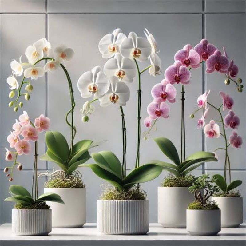 (BISA COD) TERMURAH Bunga Hias Anggrek Bulan JUMBO PASCA BUNGA Tanaman Hias Anggrek Bulan Tanaman Hi