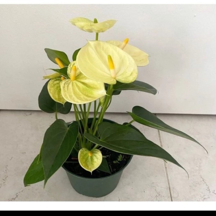 tanaman hias anthurium bunga kuning anthurium Mickey mouse