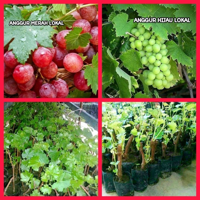 Bibit Anggur Lokal Tanaman Buah Anggur Berupa Tanaman didalam Polybag
