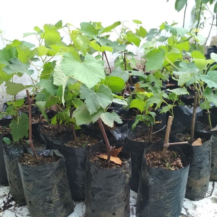 bibit anggur merah unggul berkualitas