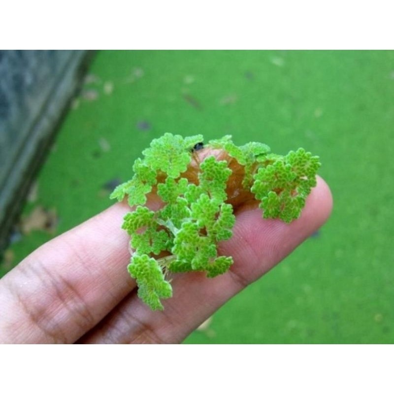 Tanaman Azolla Segar - Bibit Azolla 500 gr