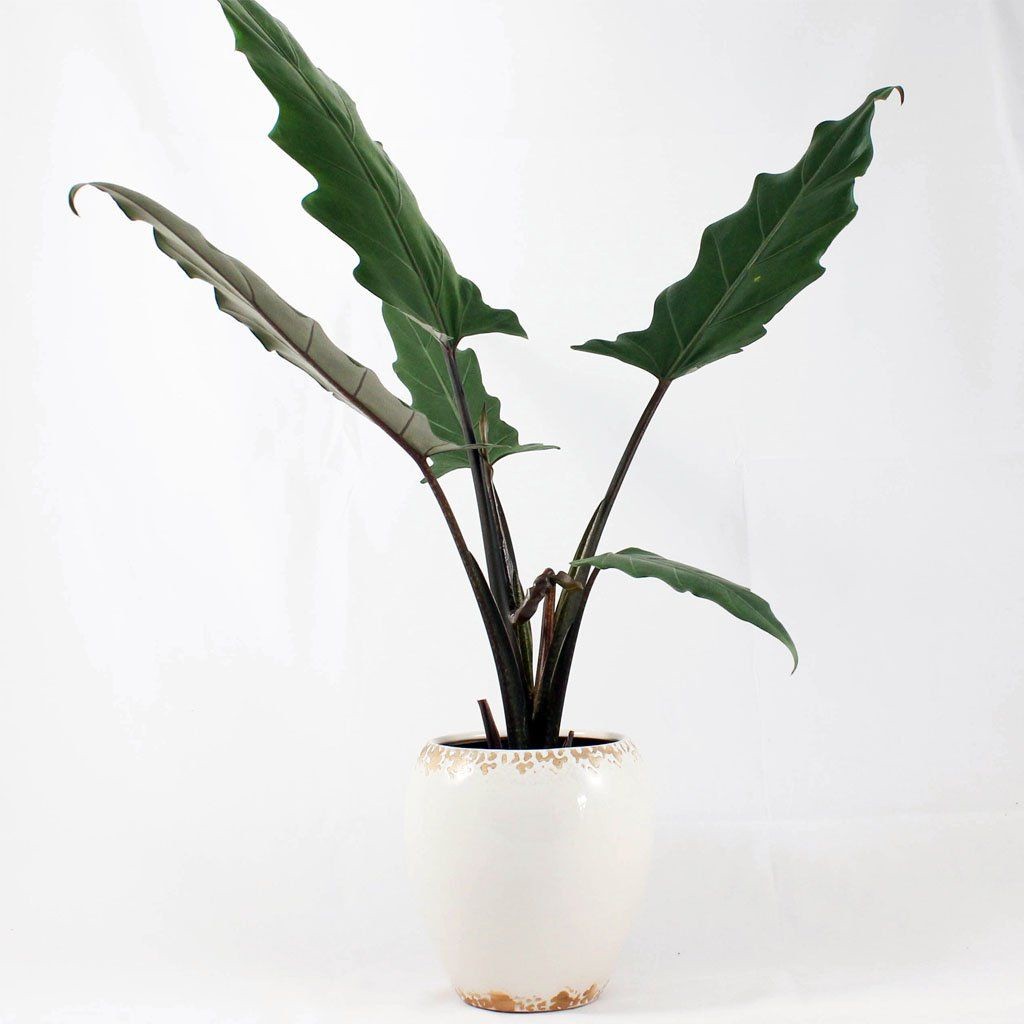 alocasia lauterbachiana keris papua
