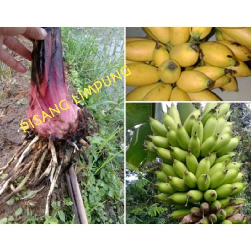 

bibit pisang Lampung atau pisang limpung