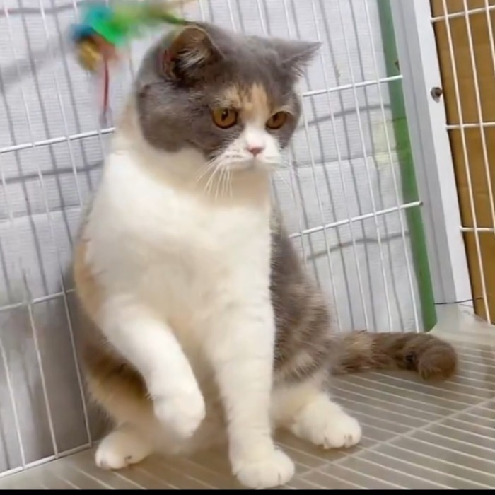 kucing bsh import female 11 bulan calico pedigree wcf / cat