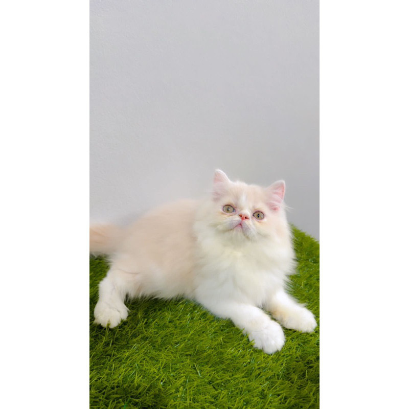 Promo diskon 65% kucing persia peaknose