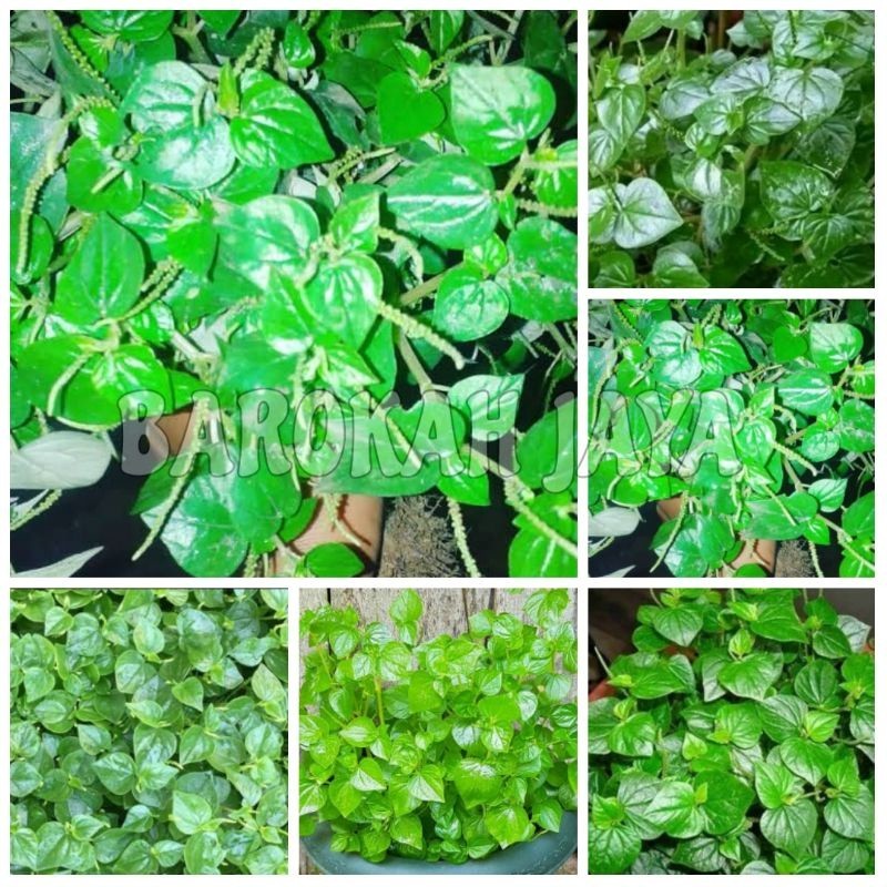 

Daun sirih cina daun ketumpang air
