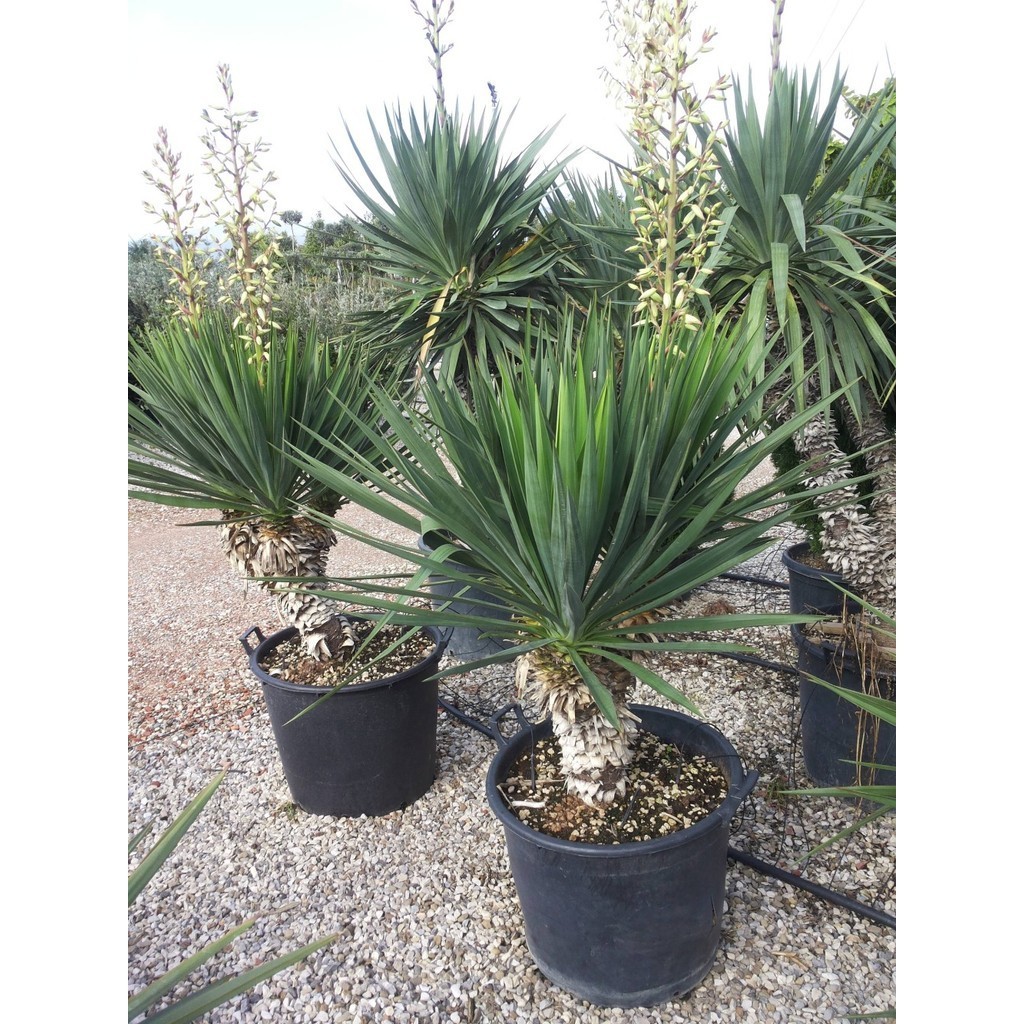Tanaman Hias Tombak Raja / Yucca Gloriosa