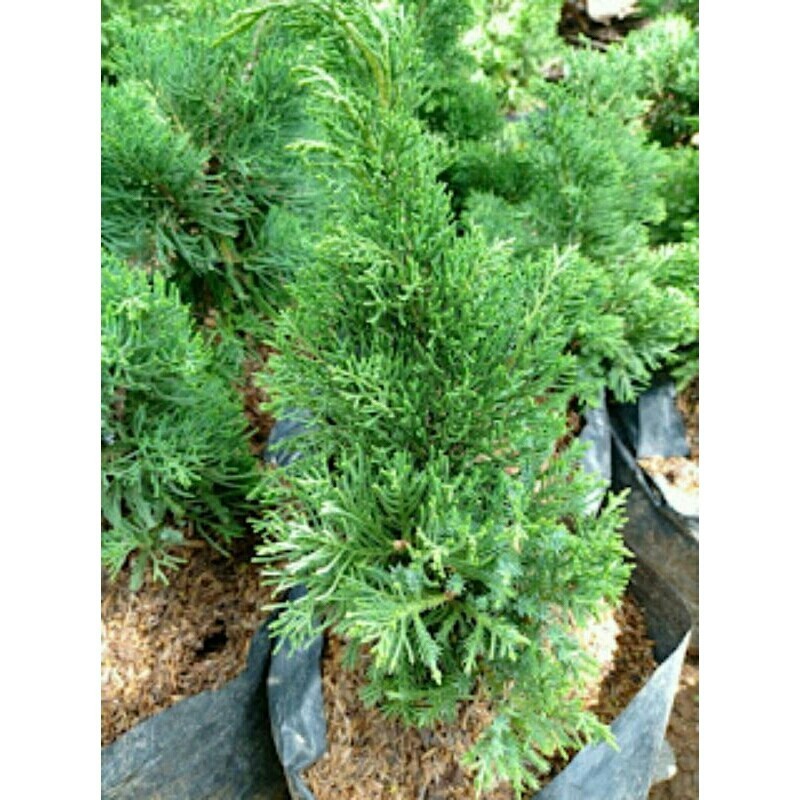 Cemara Inoki Hijau polos Besar