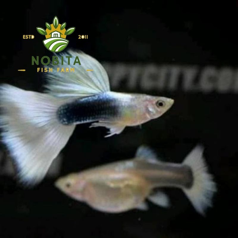 hiasan aquarium guppy hb white sepasang siap kawin hiasan aquarium bergaransi