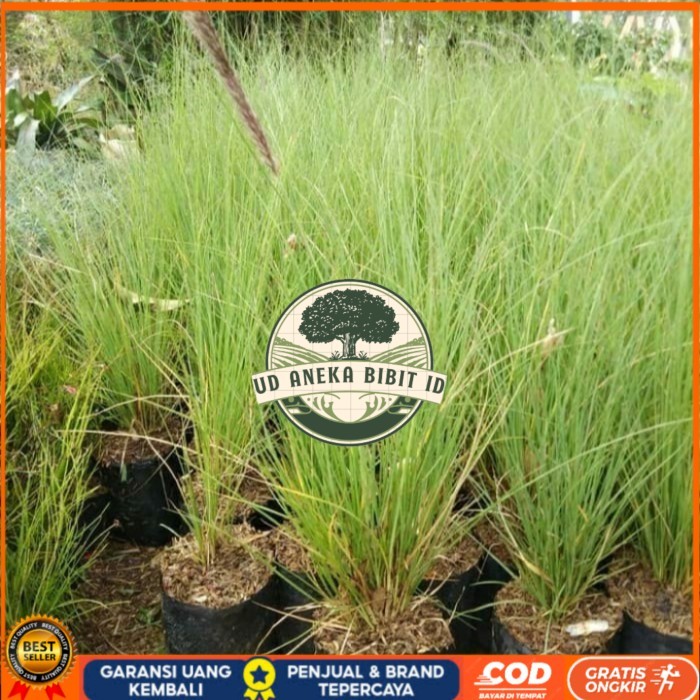 Bibit Tanaman Alang Alang Ekor Kuda/ Alang-Alang Ekor Kuda Bibit Tanaman Super Unggul UD ANEKA BIBIT