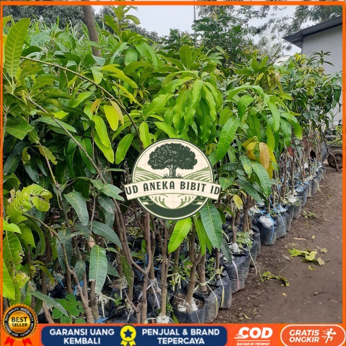 BIBIT TANAMAN BUAH MANGGA TINGGI 1,5 METER JENIS MAHATIR, KIOJAY DLL Bibit Tanaman Super Unggul UD A