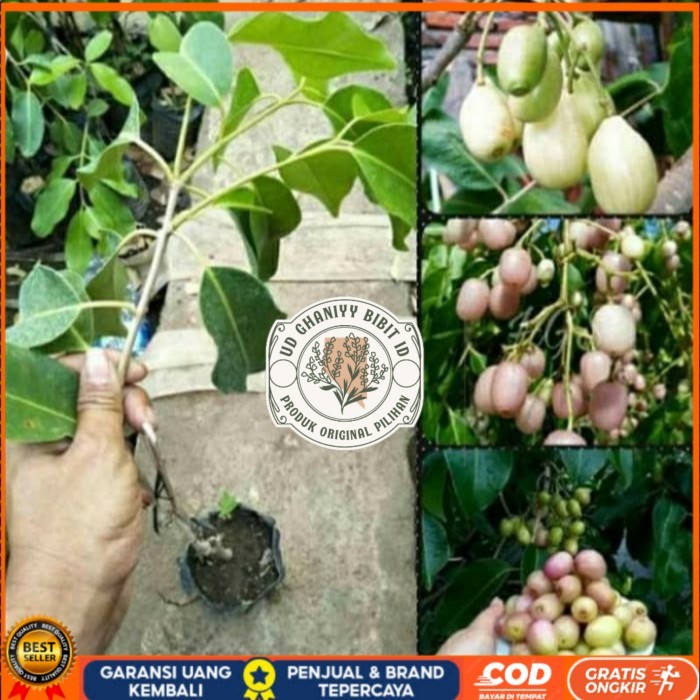 BIBIT JUWET PUTIH TANPA BIJI OKULASI/ BIBIT TANAMAN JUWET PUTIH UNGGUL Bibit Tanaman Super Unggul UD