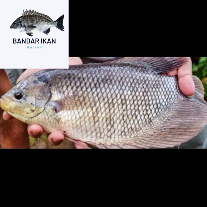 

Ikan Gurame Segar Size 2/3 Ikan Segar Fresh Dan Berkualitas