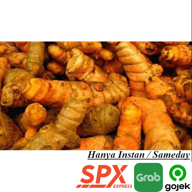 

Grosir 500 gram Kunyit Segar Murah