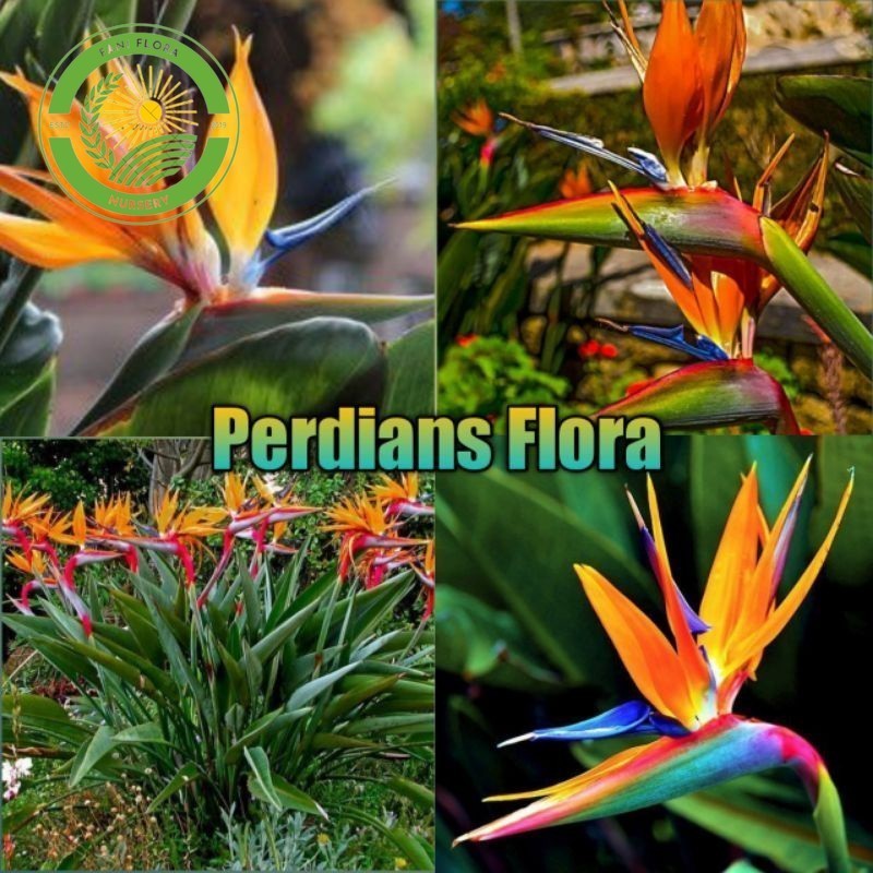 Tanaman Hias Heliconia (BOP) Bird's Of Paradise