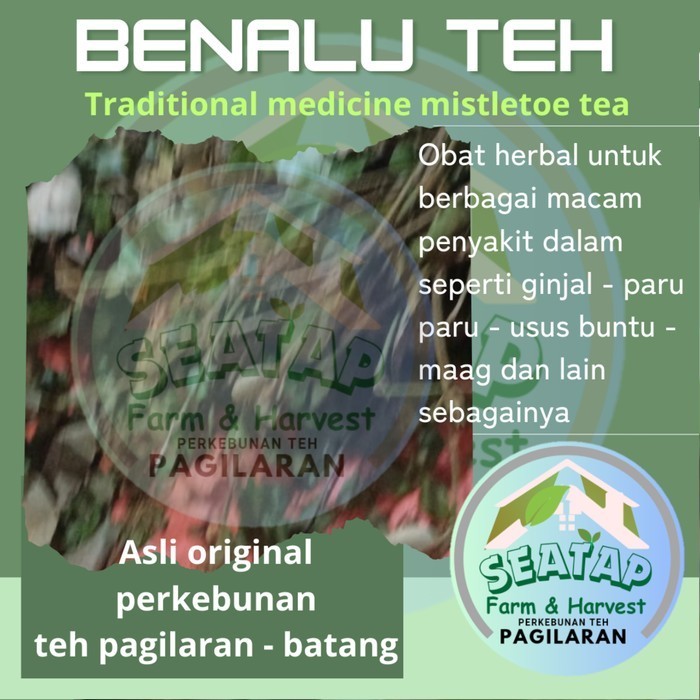 

(1 kg) Teh berbal benalu kering / benalu herbal