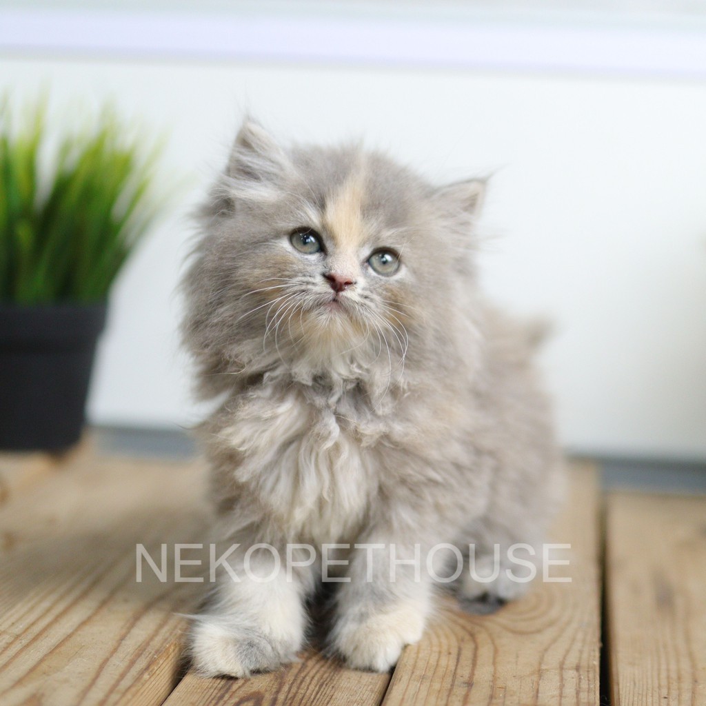 Anak Kucing Persia Bukan Anggora Bulu Panjang Gemes Banget