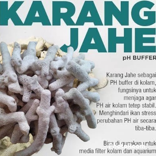 

Kerang Jahe 1Kg Menstabilkan PH Air Dan Pengusir Kutu Ikan Sudah Tawar