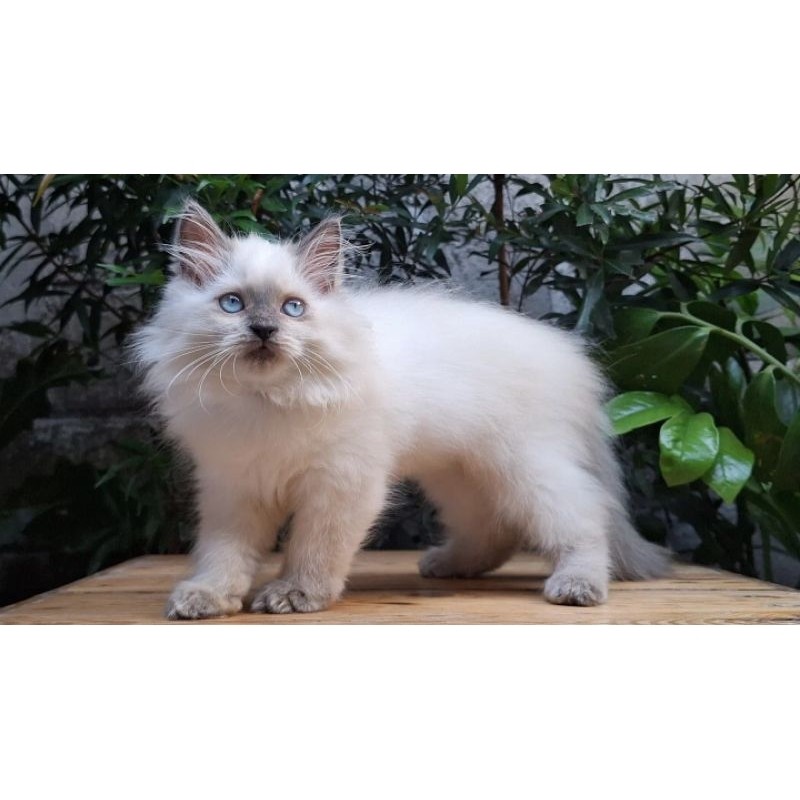 KUCING PERSIA HIMALAYA BETINA 3 BULAN BLUE POINT MIX MAINCOON