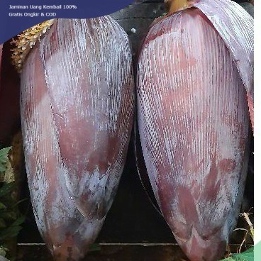 

Jantung Pisang Kepok