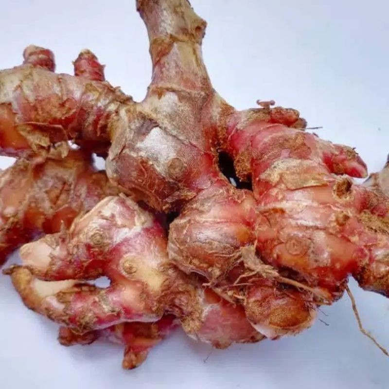 

New Promo Jahe Merah Segar 500 gram COD
