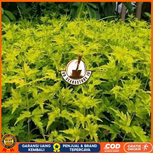 Bibit Cendana Bali Asli | Bibit Pohon Cendana Bali Wangi | Bibit Tanaman Cendana Bali Bibit Tanaman 