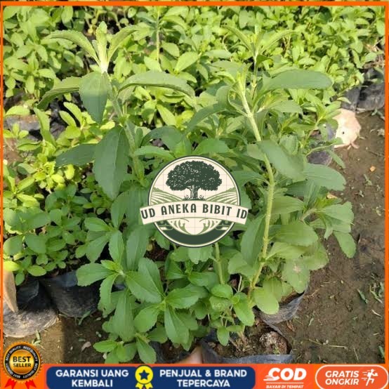 Dapat 5 Bibit Stevia Pengganti Gula | Bibit Daun Manis Stevia Bibit Tanaman Super Unggul UD ANEKA BI