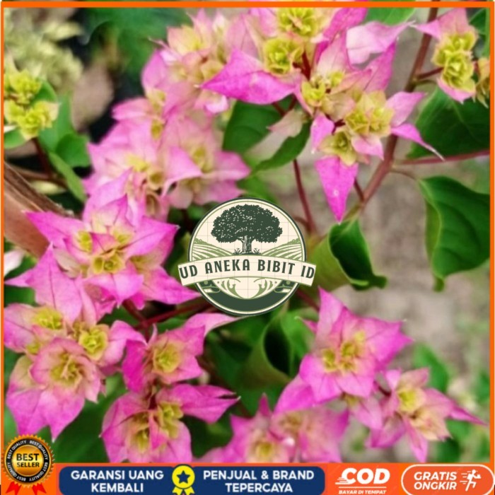 Tanaman Hias Bunga Bougenville Cherry Blossom Bibit Tanaman Super Unggul UD ANEKA BIBIT ID