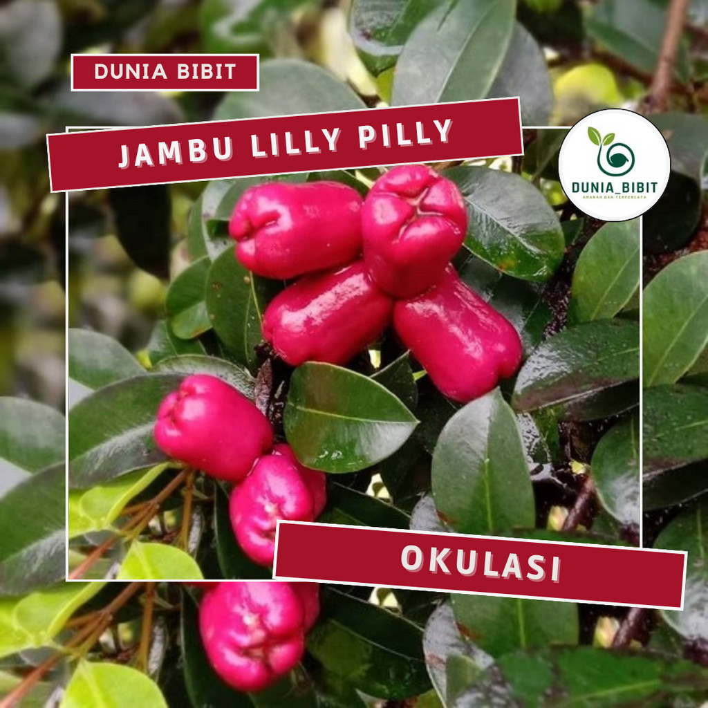 BUAH JAMBU LILLY PILLY - Bibit Tanaman Buah Jambu Air Lili Pily - Tanaman Jambu Lily Pilly