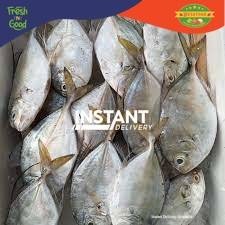 

DE SAYOOR FRESH - IKAN KUWE GOOD QUALITY 1KG