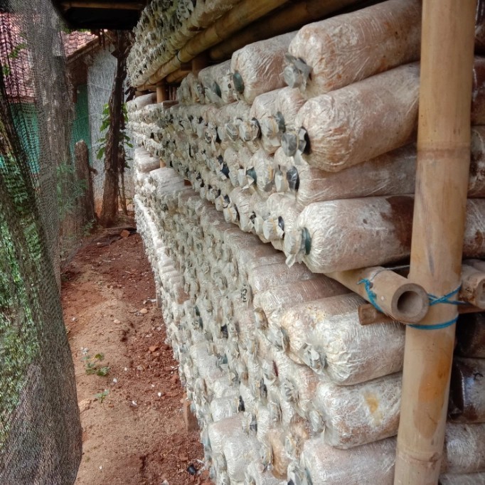 

Baglog jamur Shitake murah