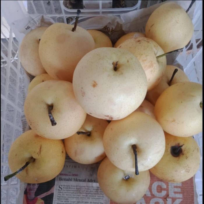 

PEAR CENTURY 2ND GRADE (pack ± 1 kg)