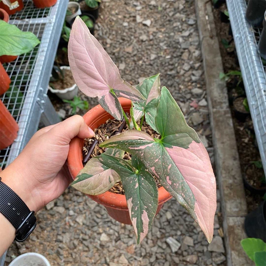 TERMURAH Syngonium Pink Splash / Tanaman Hias Syngonium Pink Splash