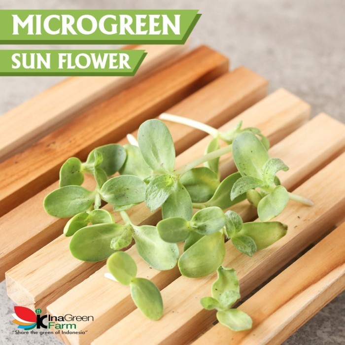 

Inagreen Farm Bandung Microgreen Organik Sunflower