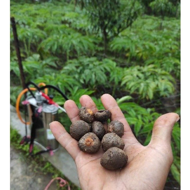 

BIBIT BUBIL KATAK PORANG | CEPAT PANEN | TERMURAH