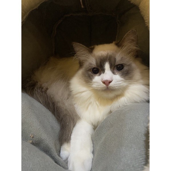 Kucing Ragdoll Bicolor Jantan Persian Ragdoll super