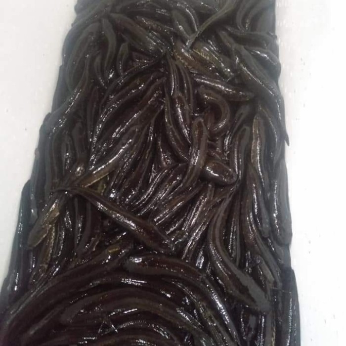 

IKAN GABUS KONSUMSI HIDUP 500gr