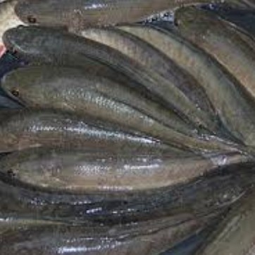 

ikan gabus konsumsi hidup