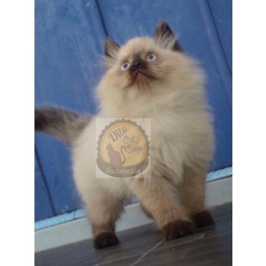 Kucing Persia Anggora Munchkin Himalaya Ragdol Super