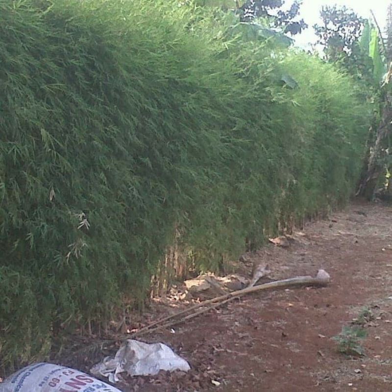 New promo Bibit Bambu Jepang Bambu hias mini tanaman bambu jepang siap tanam